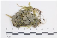 藏品(粗瓦衣)的圖片