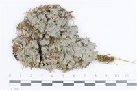 藏品(環紋瓦衣)的圖片