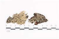 藏品(小葉雪花衣)的圖片