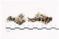 藏品(日本雪花衣)的圖片