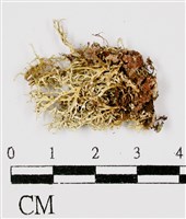 藏品(台灣球粉衣)的圖片