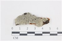 藏品(扁平黑囊基衣)的圖片