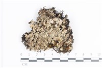 藏品(日本雪花衣)的圖片