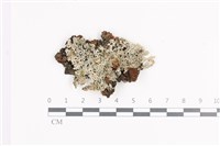 藏品(小葉雪花衣)的圖片