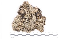 藏品(小葉雪花衣)的圖片