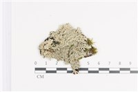 藏品(裂芽雪花衣)的圖片