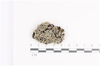 藏品(小葉雪花衣)的圖片