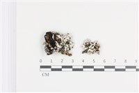 藏品(日本雪花衣)的圖片