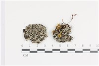 藏品(黃腹雪花衣)的圖片