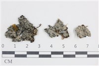 藏品(環紋瓦衣)的圖片