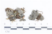 藏品(環紋瓦衣)的圖片