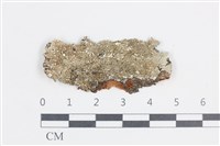 藏品(扁平黑囊基衣)的圖片