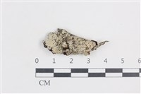 藏品(有色黑囊基衣)的圖片