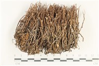 藏品(粗皮石蕊)的圖片