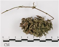 藏品(台灣球粉衣)的圖片