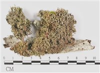 藏品(台灣球粉衣)的圖片