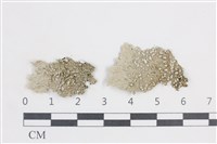 藏品(扁平黑囊基衣)的圖片