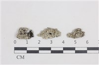 藏品(扁平黑囊基衣)的圖片