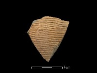 藏品(陶片)的圖片