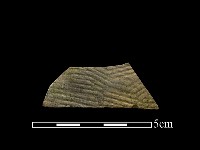 藏品(陶片)的圖片