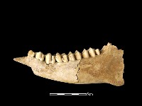 藏品(鹿骨)的圖片