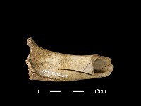 藏品(鹿骨)的圖片