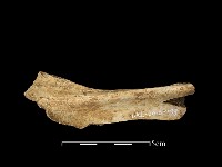 藏品(獸骨)的圖片