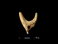 藏品(獸骨)的圖片