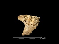 藏品(豬骨)的圖片