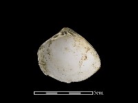 藏品(貝殼)的圖片