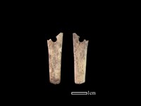 藏品(骨簪)的圖片