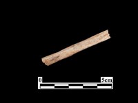 藏品(骨器)的圖片