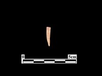 藏品(骨器)的圖片