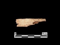 藏品(骨器)的圖片