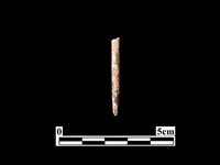 藏品(骨針)的圖片