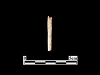 藏品(骨針)的圖片