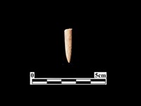 藏品(骨針)的圖片