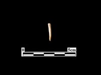 藏品(骨器)的圖片