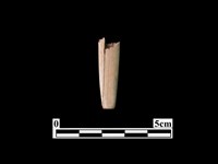 藏品(骨器)的圖片