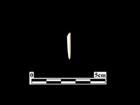 藏品(骨針)的圖片