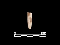 藏品(骨器)的圖片