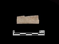 藏品(骨器)的圖片