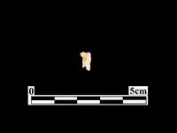 藏品(骨器)的圖片