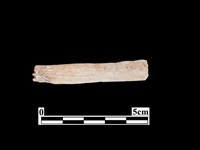 藏品(骨器)的圖片