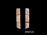 藏品(骨器)的圖片