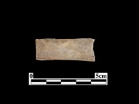 藏品(骨器)的圖片