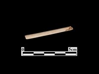 藏品(骨針)的圖片