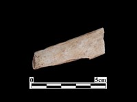 藏品(骨器)的圖片