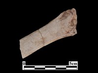 藏品(骨器)的圖片