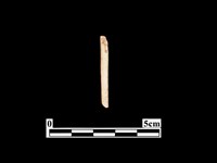 藏品(骨針)的圖片